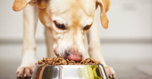 Heller Labrador frisst Trockenfutter aus Napf