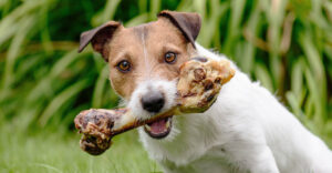 Jack Russel Terrier trägt großen Kauknochen im Maul und sitzt auf Gras
